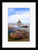 Starfish and rock formations along Indian Beach, Oregon Coast by Anonymous