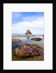 Starfish and rock formations along Indian Beach, Oregon Coast by Anonymous