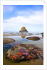 Starfish and rock formations along Indian Beach, Oregon Coast by Anonymous