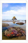 Starfish and rock formations along Indian Beach, Oregon Coast by Anonymous