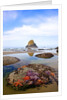 Starfish and rock formations along Indian Beach, Oregon Coast by Anonymous