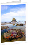 Starfish and rock formations along Indian Beach, Oregon Coast by Anonymous