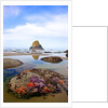 Starfish and rock formations along Indian Beach, Oregon Coast by Anonymous
