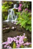 spring flowers add beauty to waterfall at Crystal Springs Garden, Portland Oregon. Pacific Northwest by Anonymous