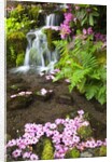 spring flowers add beauty to waterfall at Crystal Springs Garden, Portland Oregon. Pacific Northwest by Anonymous