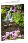 spring flowers add beauty to waterfall at Crystal Springs Garden, Portland Oregon. Pacific Northwest by Anonymous