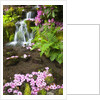 spring flowers add beauty to waterfall at Crystal Springs Garden, Portland Oregon. Pacific Northwest by Anonymous