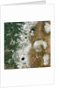 Satellite view of Crater Lake and the Cascade Mountains of Oregon by Anonymous