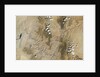 Satellite view of the Grand Canyon by Anonymous