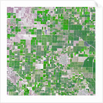 Agricultural fields near Wasco, California by Anonymous