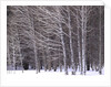 Aspen trees in snow by Anonymous