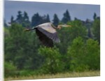 Blue Heron flying by Anonymous