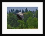 Blue Heron flying by Anonymous