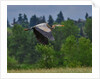 Blue Heron flying by Anonymous