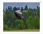 Blue Heron flying by Anonymous