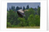 Blue Heron flying by Anonymous