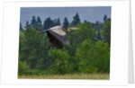 Blue Heron flying by Anonymous