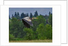Blue Heron flying by Anonymous