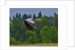 Blue Heron flying by Anonymous