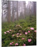 Wild rhododendrons below fir trees by Anonymous