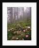 Wild rhododendrons below fir trees by Anonymous