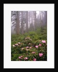 Wild rhododendrons below fir trees by Anonymous