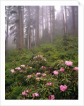 Wild rhododendrons below fir trees by Anonymous