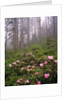 Wild rhododendrons below fir trees by Anonymous