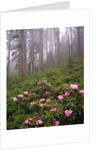 Wild rhododendrons below fir trees by Anonymous
