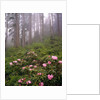 Wild rhododendrons below fir trees by Anonymous