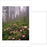 Wild rhododendrons below fir trees by Anonymous