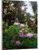 Douglas firs and rhododendrons by Anonymous