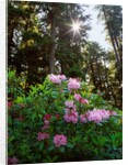 Douglas firs and rhododendrons by Anonymous
