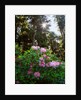 Douglas firs and rhododendrons by Anonymous