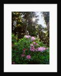 Douglas firs and rhododendrons by Anonymous
