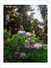 Douglas firs and rhododendrons by Anonymous