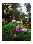 Douglas firs and rhododendrons by Anonymous