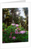 Douglas firs and rhododendrons by Anonymous