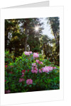 Douglas firs and rhododendrons by Anonymous