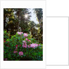 Douglas firs and rhododendrons by Anonymous