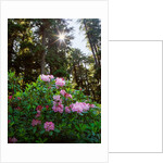 Douglas firs and rhododendrons by Anonymous