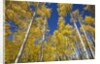 Yellow Aspen Trees in Steamboat Springs, Colorado by Anonymous