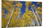 Yellow Aspen Trees in Steamboat Springs, Colorado by Anonymous