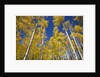 Yellow Aspen Trees in Steamboat Springs, Colorado by Anonymous