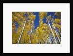 Yellow Aspen Trees in Steamboat Springs, Colorado by Anonymous