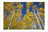 Yellow Aspen Trees in Steamboat Springs, Colorado by Anonymous