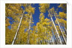 Yellow Aspen Trees in Steamboat Springs, Colorado by Anonymous