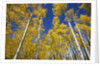 Yellow Aspen Trees in Steamboat Springs, Colorado by Anonymous