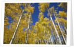 Yellow Aspen Trees in Steamboat Springs, Colorado by Anonymous