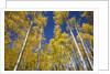 Yellow Aspen Trees in Steamboat Springs, Colorado by Anonymous